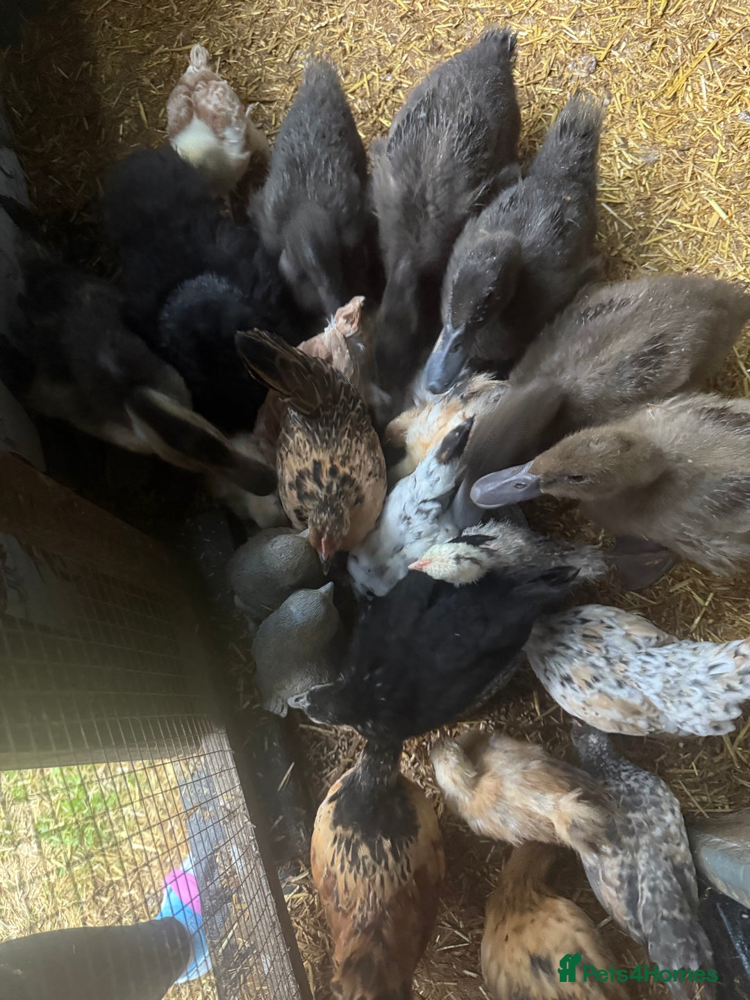 Ducks poultry for sale: Baby ducks for sale - Image 4