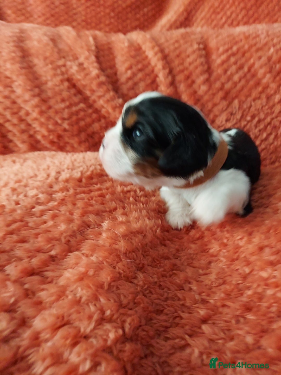 Cavalier King Charles Spaniel dogs for sale: GREAT QUALITY CKCS PUPPIES ( DWKC REGISTERED)/DNA - Advert 9
