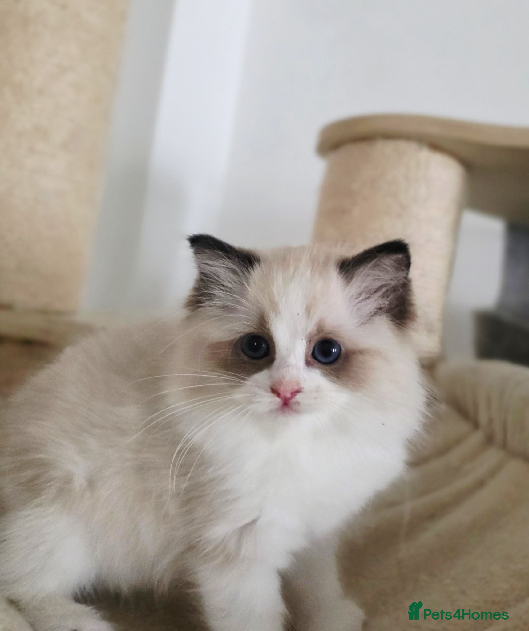 Ragdoll cats 🏆European Champion lines 💫Tica registered - Advert 2