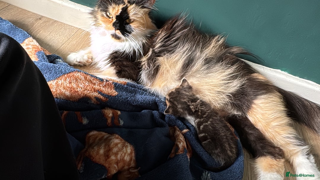 Persian cats for sale:  6 Persian kittens  - Image 12