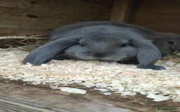 French Lop rabbits for sale: Beautiful french lop boy - Image 1