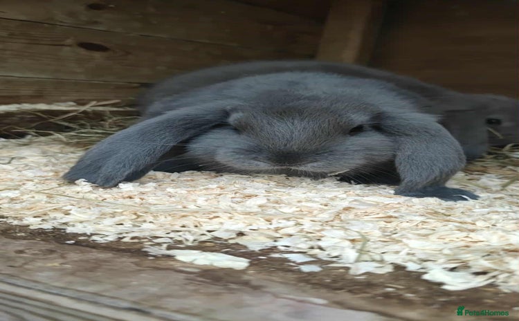 French Lop rabbits - Advert 3