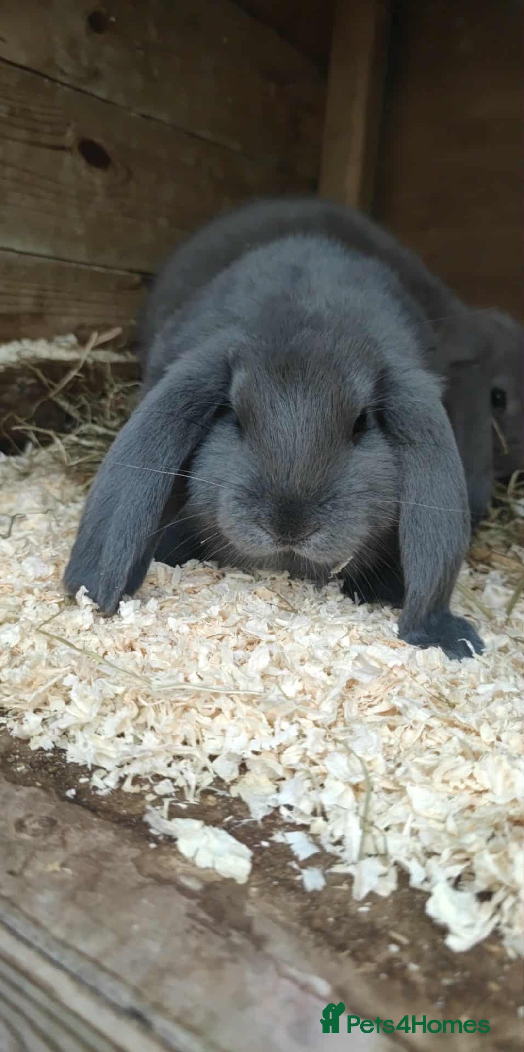 French Lop rabbits for sale: Beautiful french lop boy - Image 1
