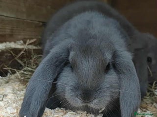 French Lop rabbits - Advert 22