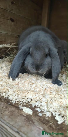 French Lop rabbits - Advert 1