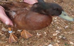 Ducks poultry for sale: Khaki Campbell 2025 drakes, offers considered in Tiverton - Image 5