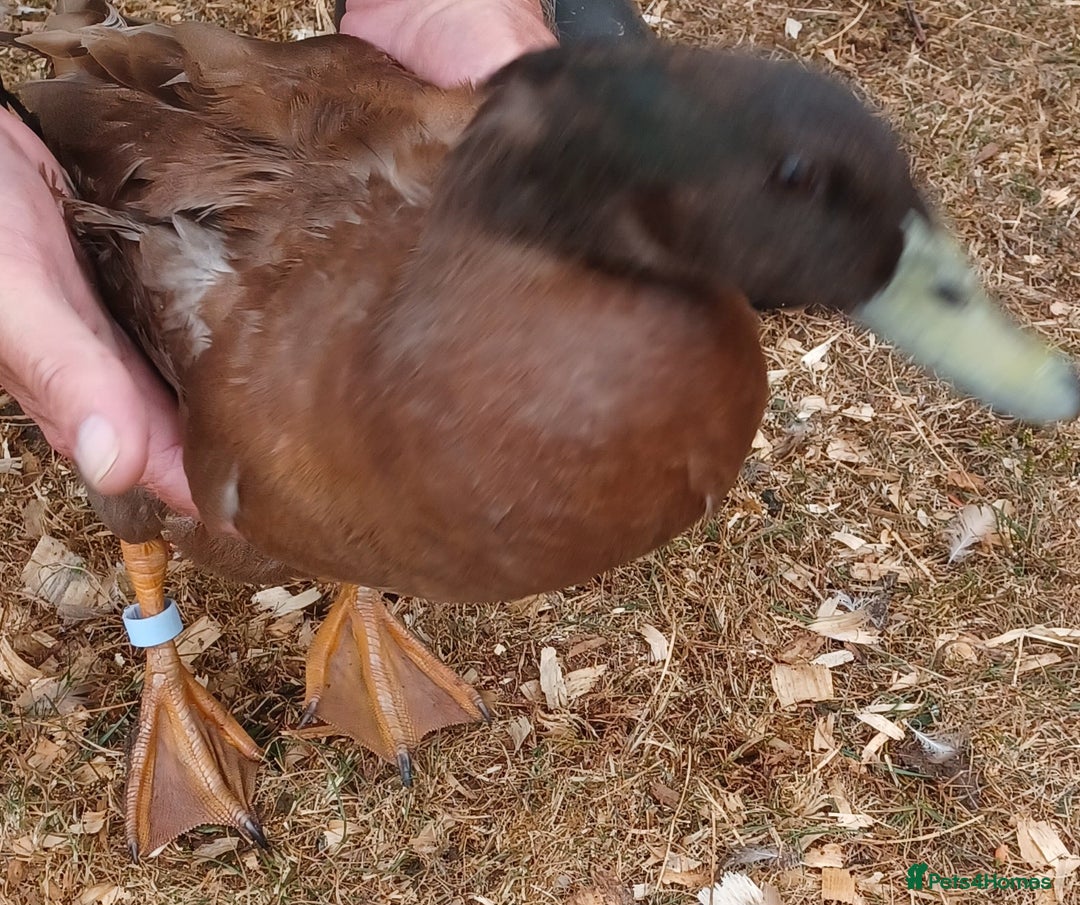 Ducks poultry for sale: Khaki Campbell 2025 drakes, offers considered in Tiverton - Image 5