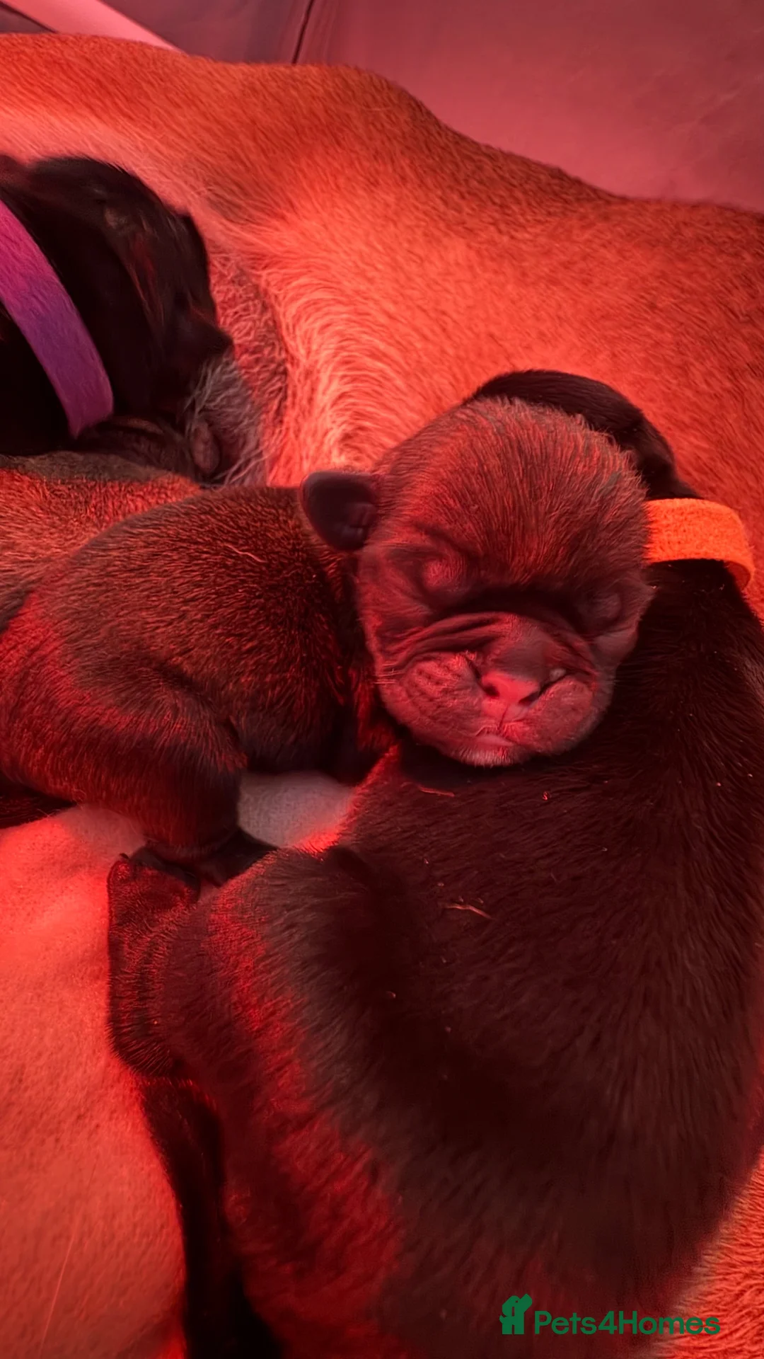 Pug dogs for sale: Pug Puppies | 5 ⭐️ Homes Only  - Advert 1