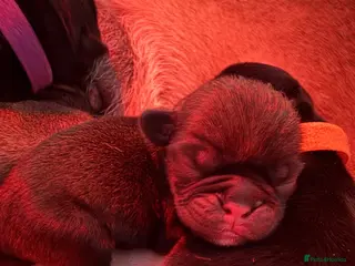 Pug dogs Pug Puppies - Advert 4