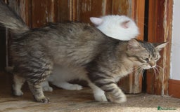 Persian cats for adoption: Agi, Persian and Carla, Persian cross, both aged 6 - Image 8
