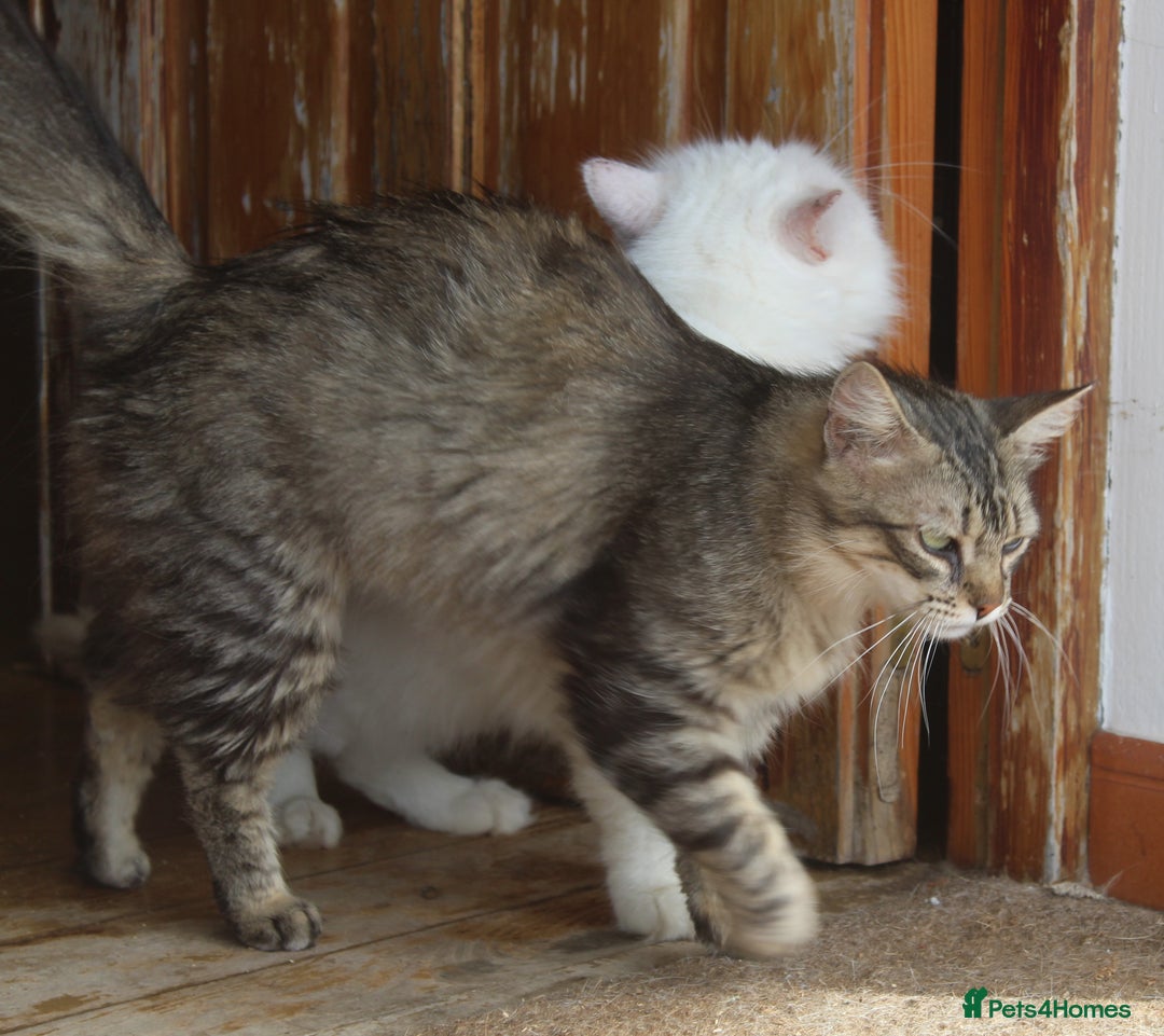 Persian cats for adoption: Agi, Persian and Carla, Persian cross, both aged 6 - Image 8
