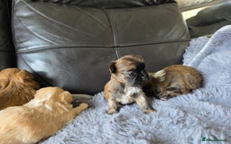 Shih Tzu dogs for sale: Stunning Rare Brindle Imperial Shih Tzu puppies - Image 36