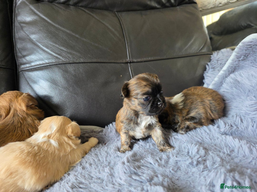 Shih Tzu dogs for sale: Stunning Rare Brindle Imperial Shih Tzu puppies - Image 36