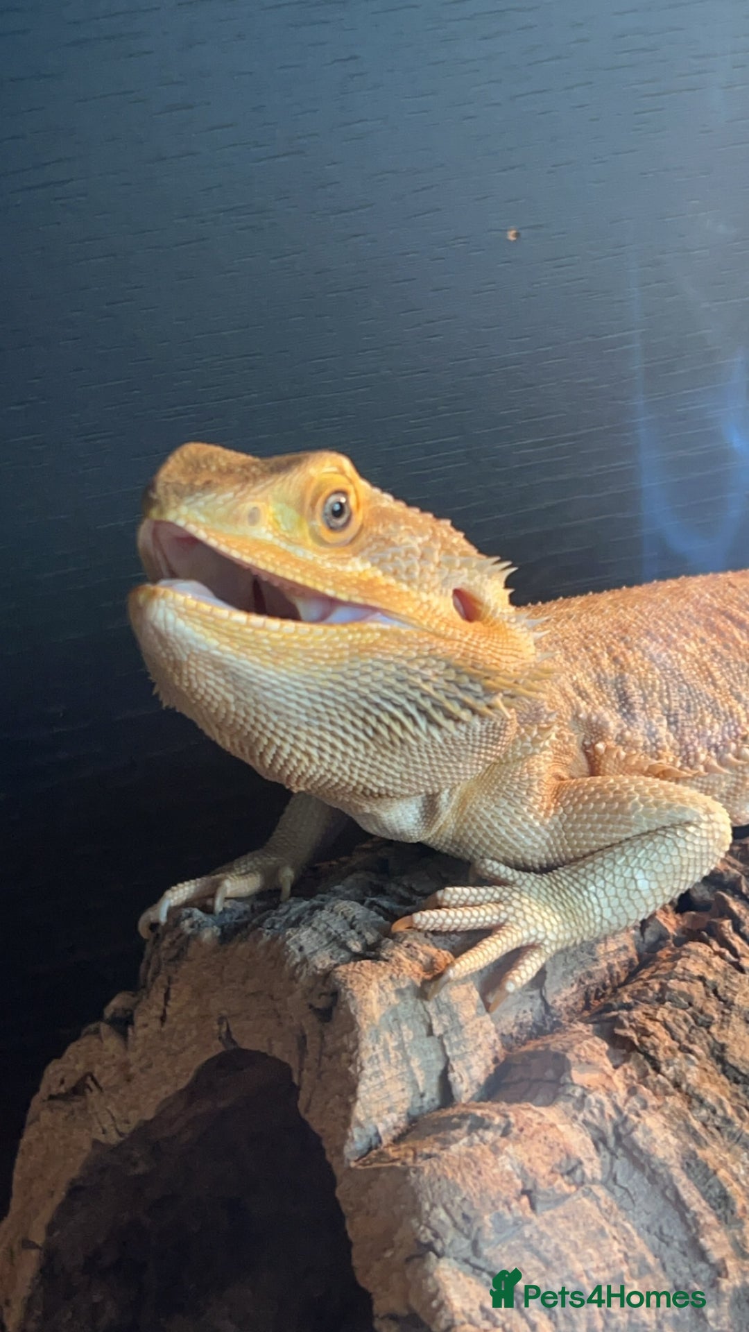 Bearded Dragon reptiles for sale: Hypo leatherback bearded dragon FREE! - Advert 7