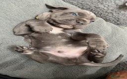 Cane Corso dogs for sale: CANE CORSO TOP QUALITY STRAJANO BLOODLINE FERMINTO - Advert 35