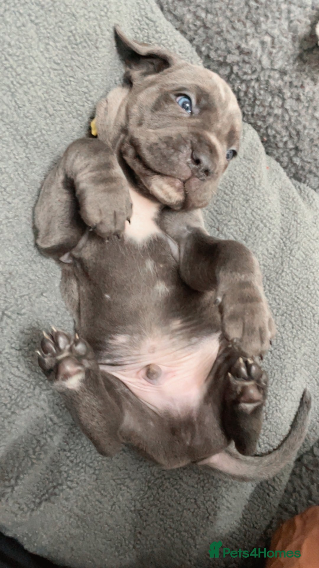 Cane Corso dogs for sale: CANE CORSO TOP QUALITY STRAJANO BLOODLINE FERMINTO - Advert 35