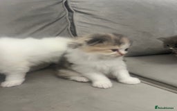 Scottish Fold cats for sale: Scottish fold straight kittens medium/long hair - Image 9