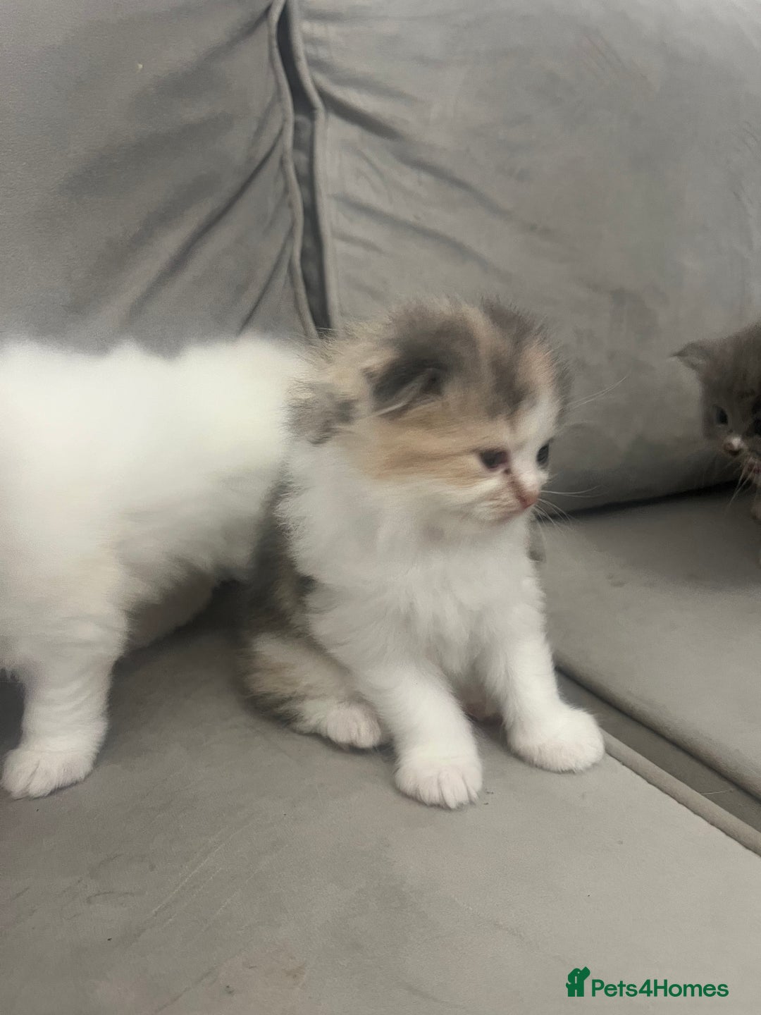 Scottish Fold cats for sale: Scottish fold straight kittens medium/long hair - Image 9