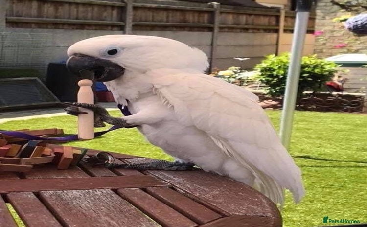 Cockatoo birds - Advert 1