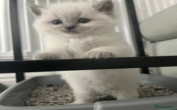 Ragdoll cats for sale: Adorable Baby Ragdolls Ready for Loving Homes - Image 4