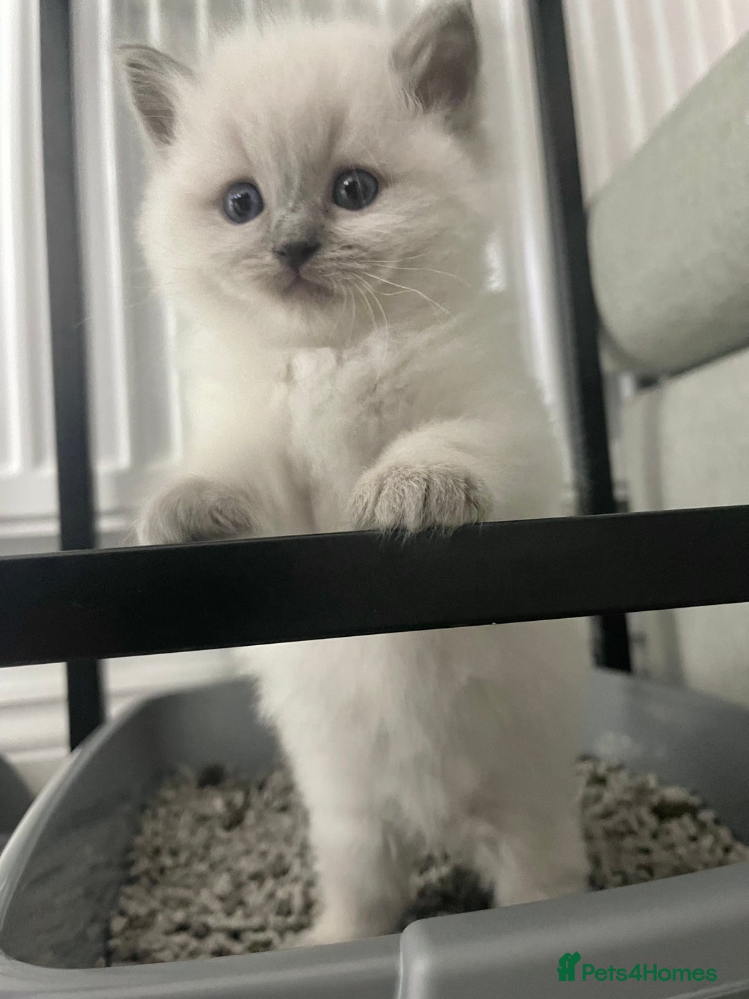 Ragdoll cats for sale: Adorable Baby Ragdolls Ready for Loving Homes - Image 4