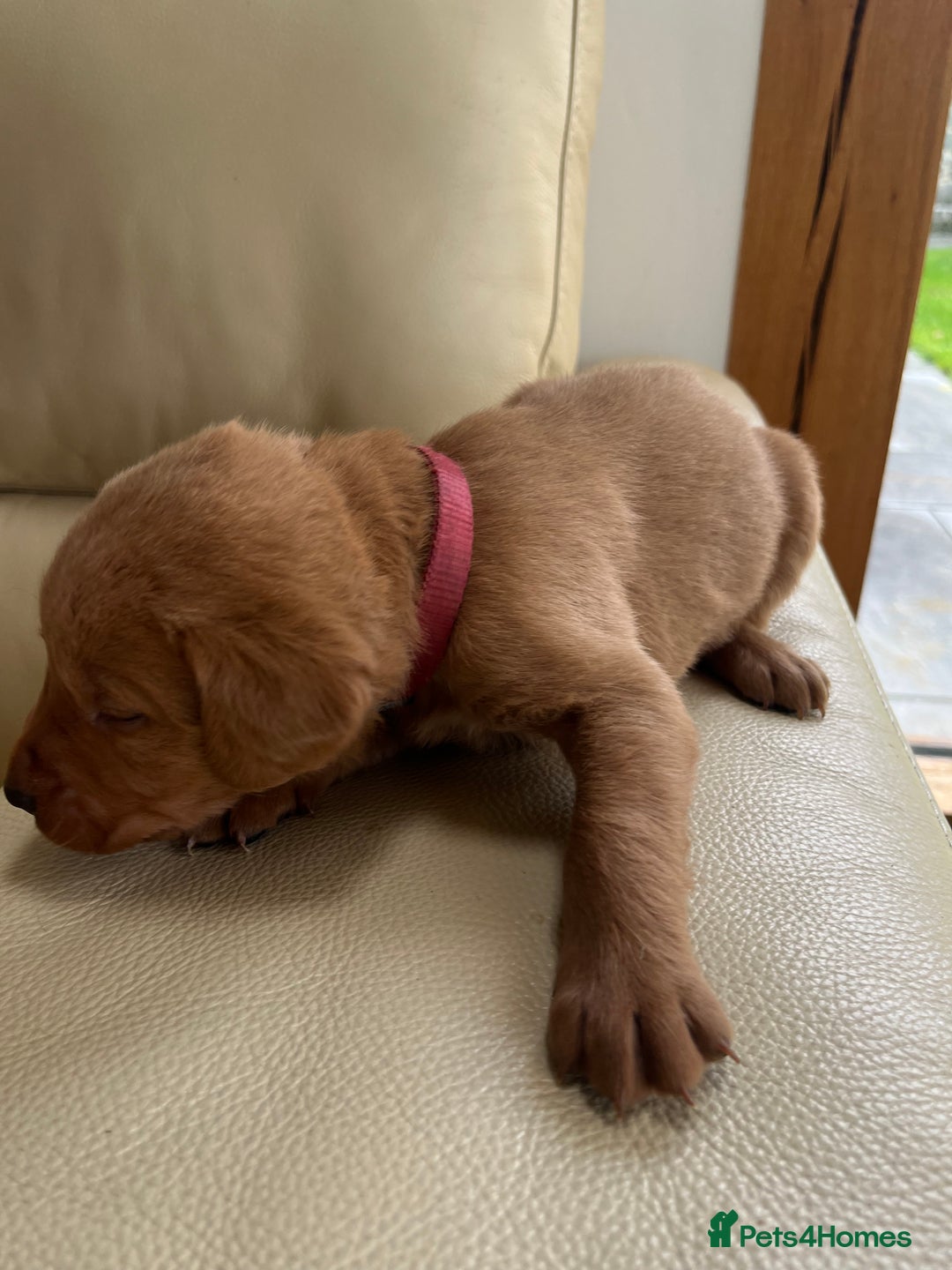 Labrador Retriever dogs for sale: KC Registered Fox Red Labrador puppies - Advert 33