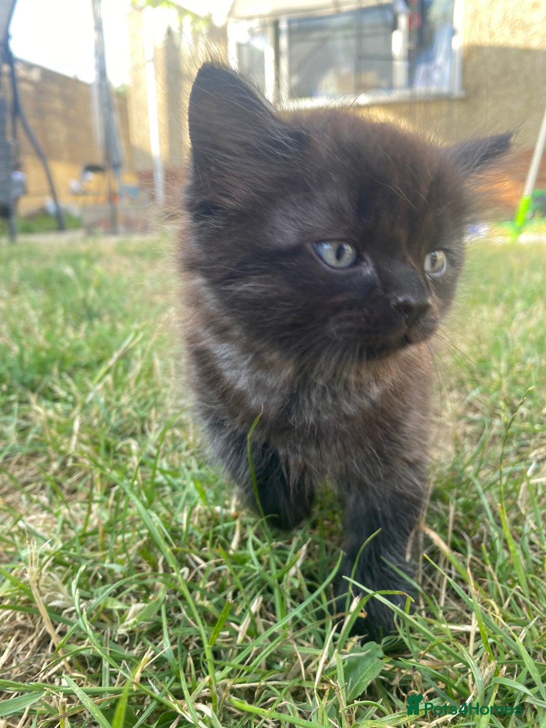 Mixed Breed cats for sale: Mainecoon and british shorthair mix  - Image 6