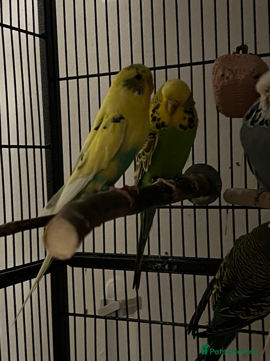 Budgerigars birds for sale: Budgies for sale  - Advert 9