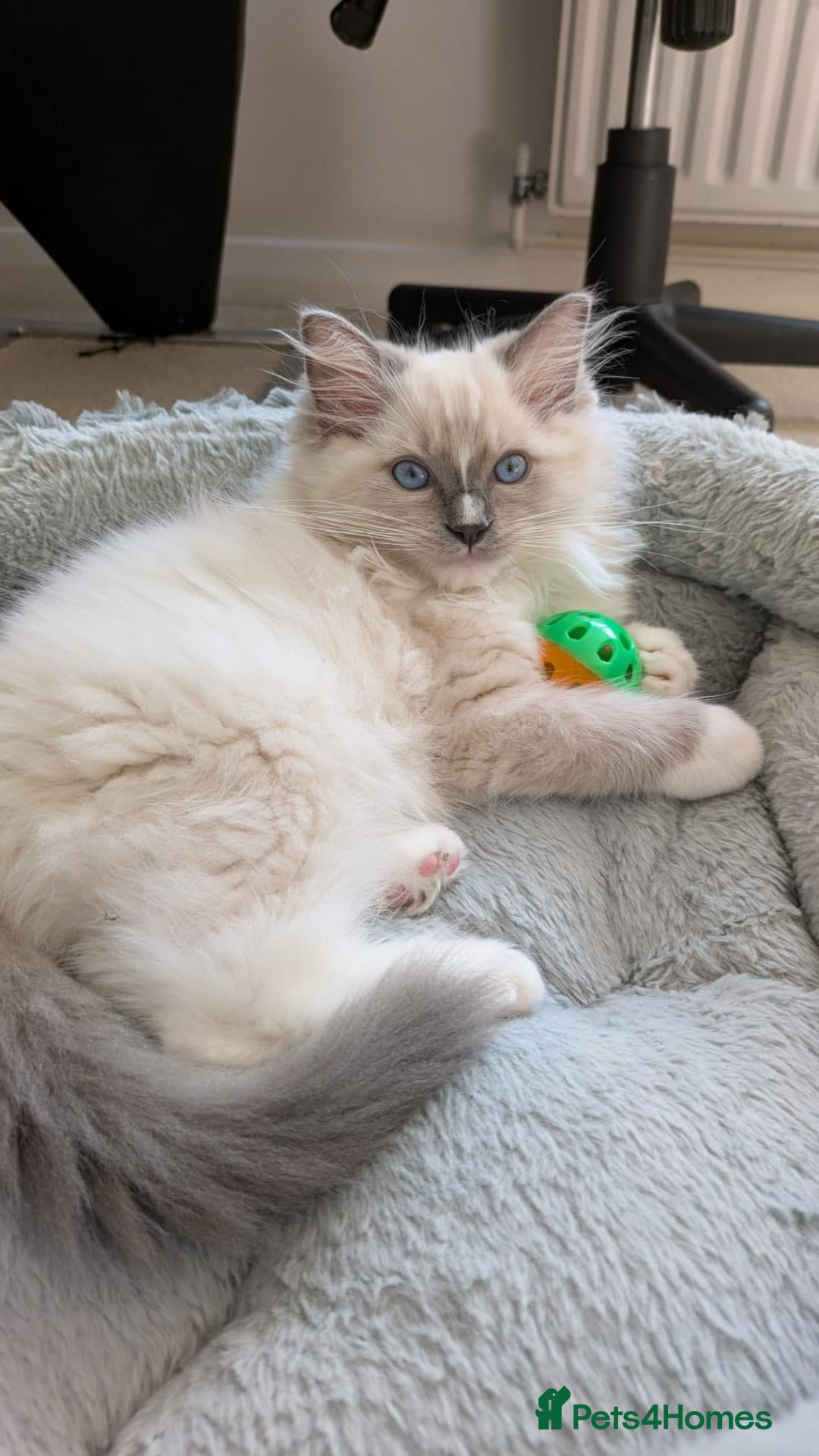 Ragdoll cats Last TICA Ragdoll Boy – Fluffy Blue Point Blaze - Advert 1