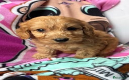 Cockapoo dogs for sale: F1 Cockapoo puppies - Advert 5