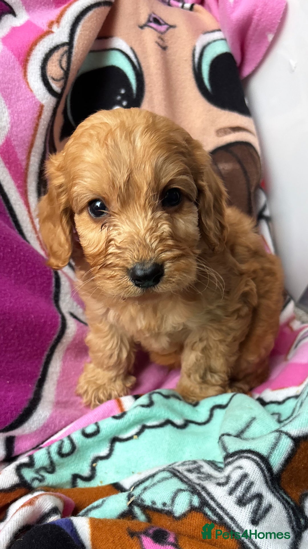 Cockapoo dogs for sale: F1 Cockapoo puppies - Advert 5