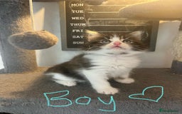 Mixed Breed cats for sale: 6 Stunning kittens ready now! 🤍 🐈 🤍 - Image 16