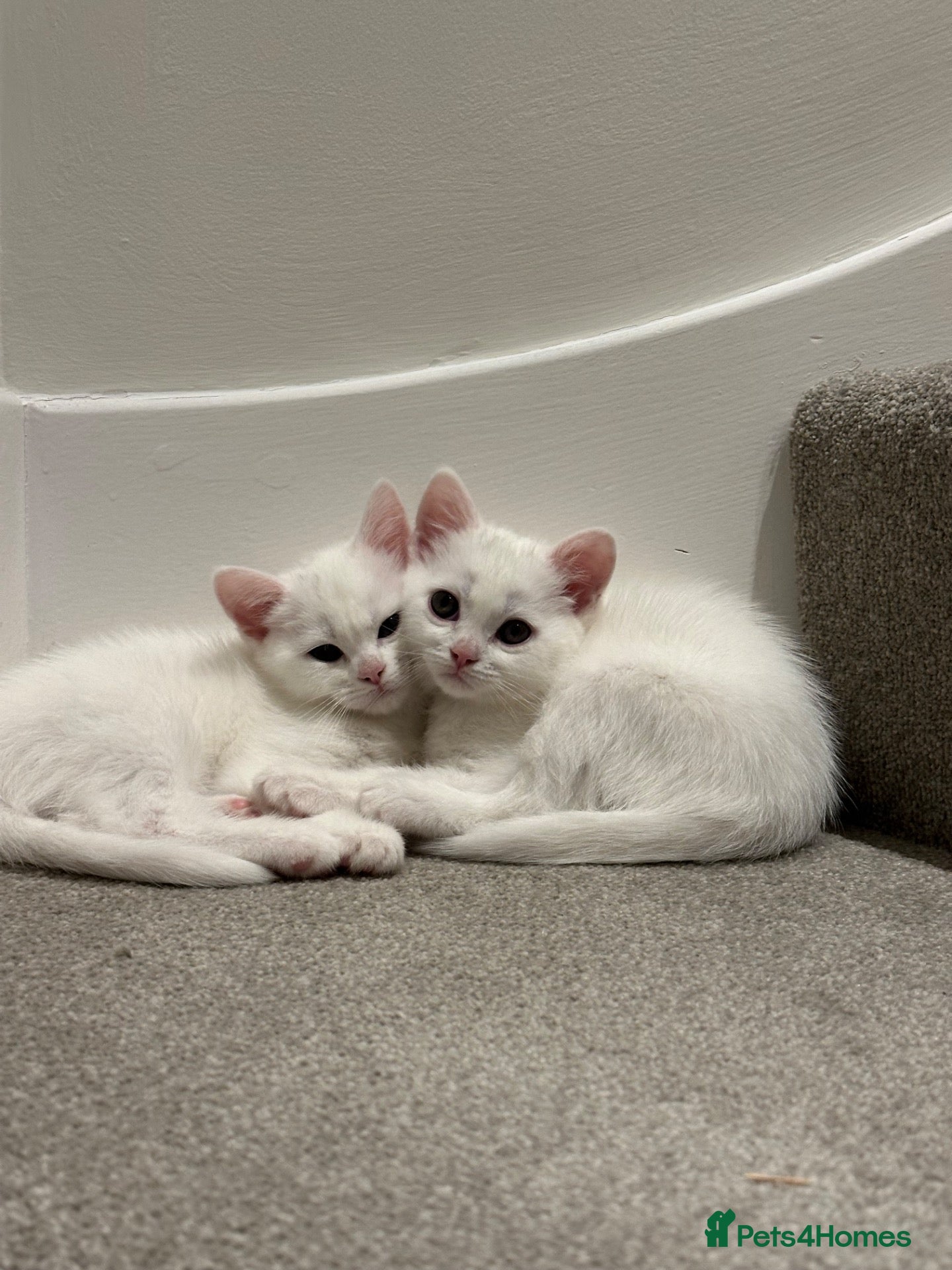 Turkish Angora cats for sale: 🤍 Two White Kittens – Playful & Litter Trained - Advert 1