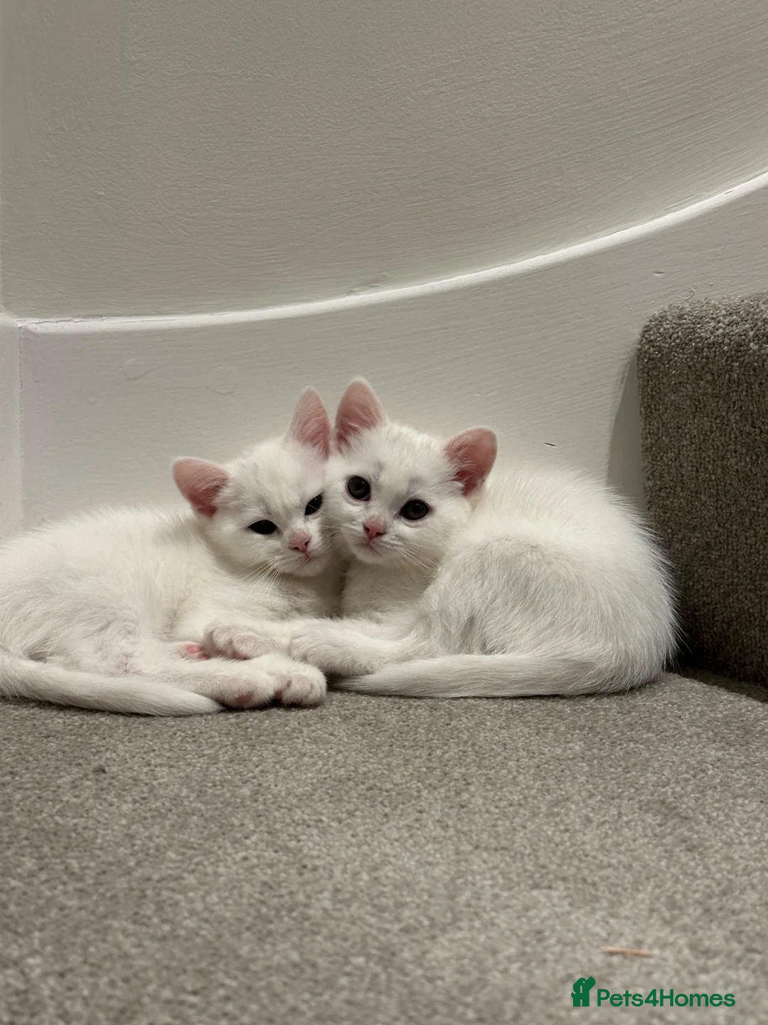 Turkish Angora cats for sale: 🤍 Two White Kittens – Playful & Litter Trained - Advert 1