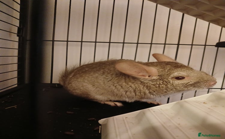 Chinchilla rodents - Advert 11