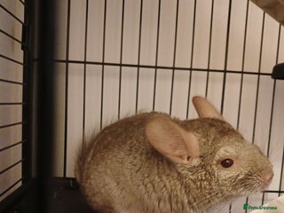 Chinchilla rodents - Advert 9