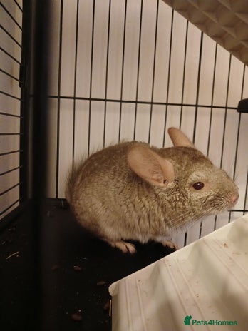 Chinchilla rodents - Advert 2