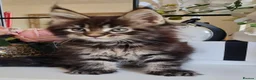 Maine Coon cats for sale: GCCF REGISTERED MAINE COON KITTENS - Advert 13