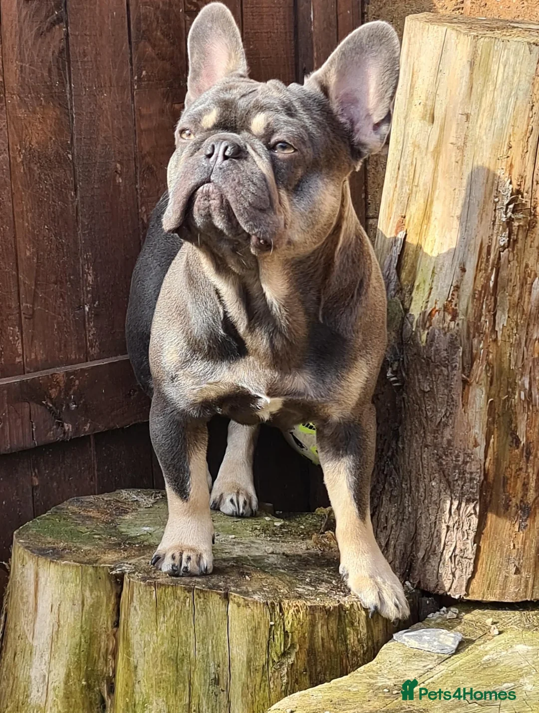 French Bulldog dogs for stud: french bulldog for stud in Sheffield - Advert 2