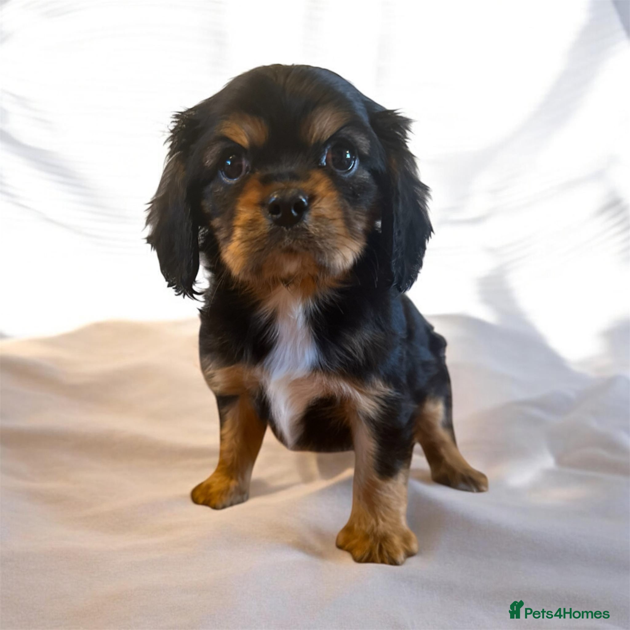 Cavalier King Charles Spaniel dogs DNA 🧬 CLEAR CAVALIER KING CHARLES PUPPIES - Advert 1