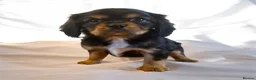 Cavalier King Charles Spaniel dogs for sale: DNA 🧬 CLEAR CAVALIER KING CHARLES PUPPIES in Sunderland - Advert 1