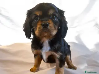 Cavalier King Charles Spaniel dogs DNA 🧬 CLEAR CAVALIER KING CHARLES PUPPIES - Advert 1