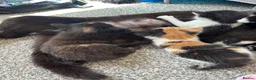 Mixed Breed cats for sale: Beautiful 2 male 2 female kittens  - Advert 4