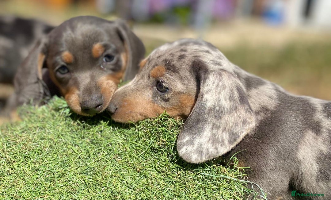 Miniature Dachshund dogs for stud: ⭐️⭐️⭐️KC MINIATURE DACHSHUND FOR STUD⭐️⭐️  in Southampton - Image 20