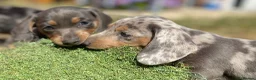 Miniature Dachshund dogs for stud: ⭐️⭐️⭐️KC MINIATURE DACHSHUND FOR STUD⭐️⭐️  in Southampton - Advert 20
