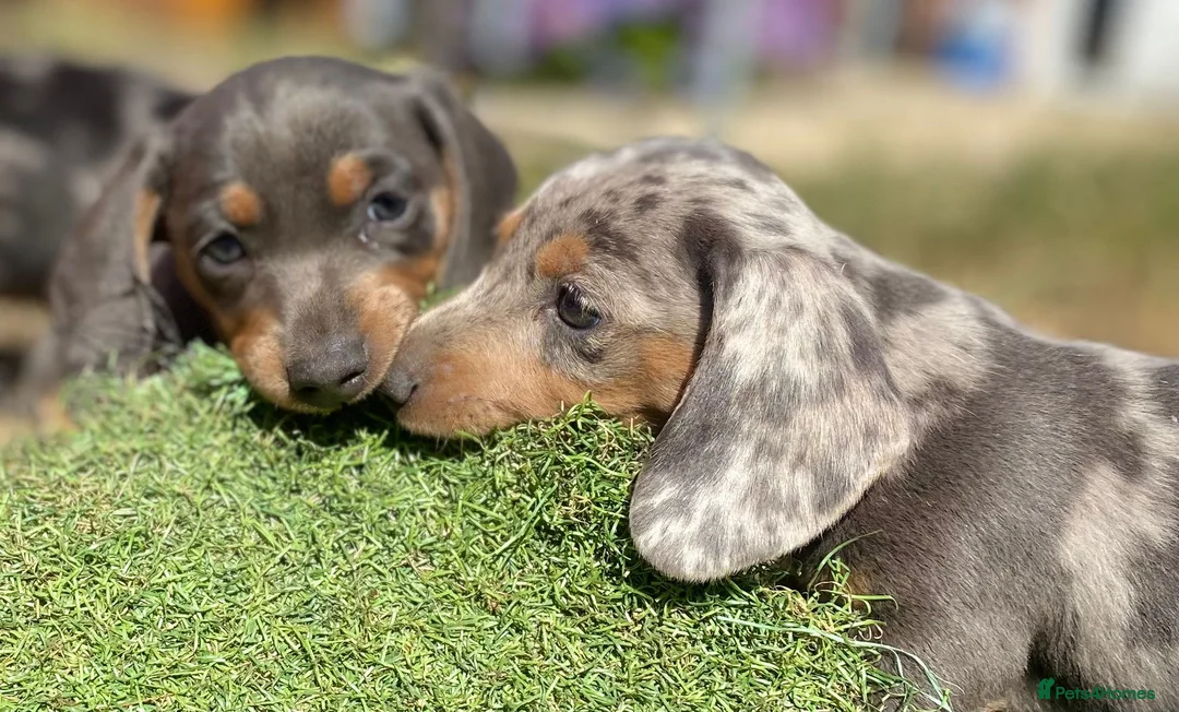 Miniature Dachshund dogs for stud: ⭐️⭐️⭐️KC MINIATURE DACHSHUND FOR STUD⭐️⭐️  in Southampton - Advert 20