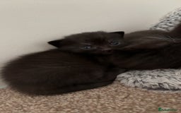 Russian Blue cats for sale: Kittens - Image 6