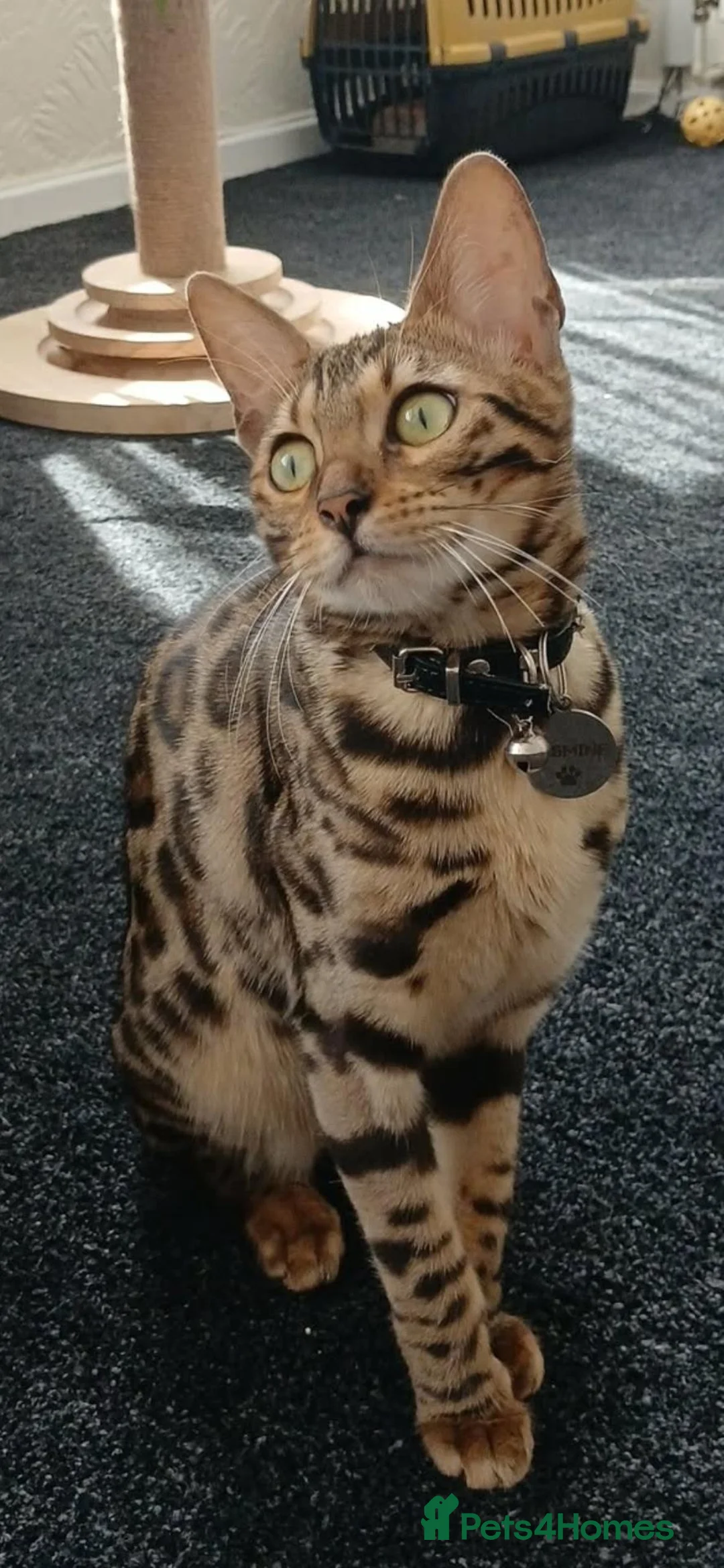 Bengal cats for sale: Bengal female kitten in Cradley Heath - Advert 2