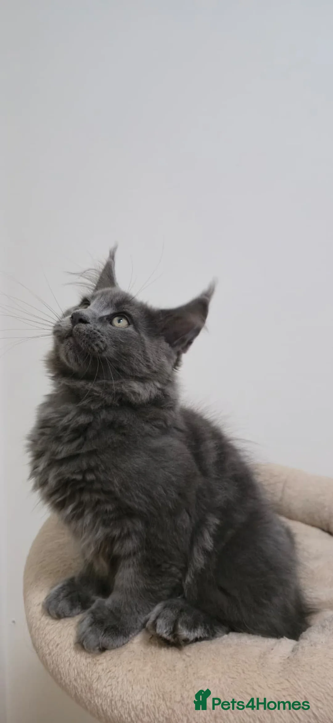 Maine Coon cats for sale: Mainecoon kittens TICA REGISTERED stunning - Advert 33
