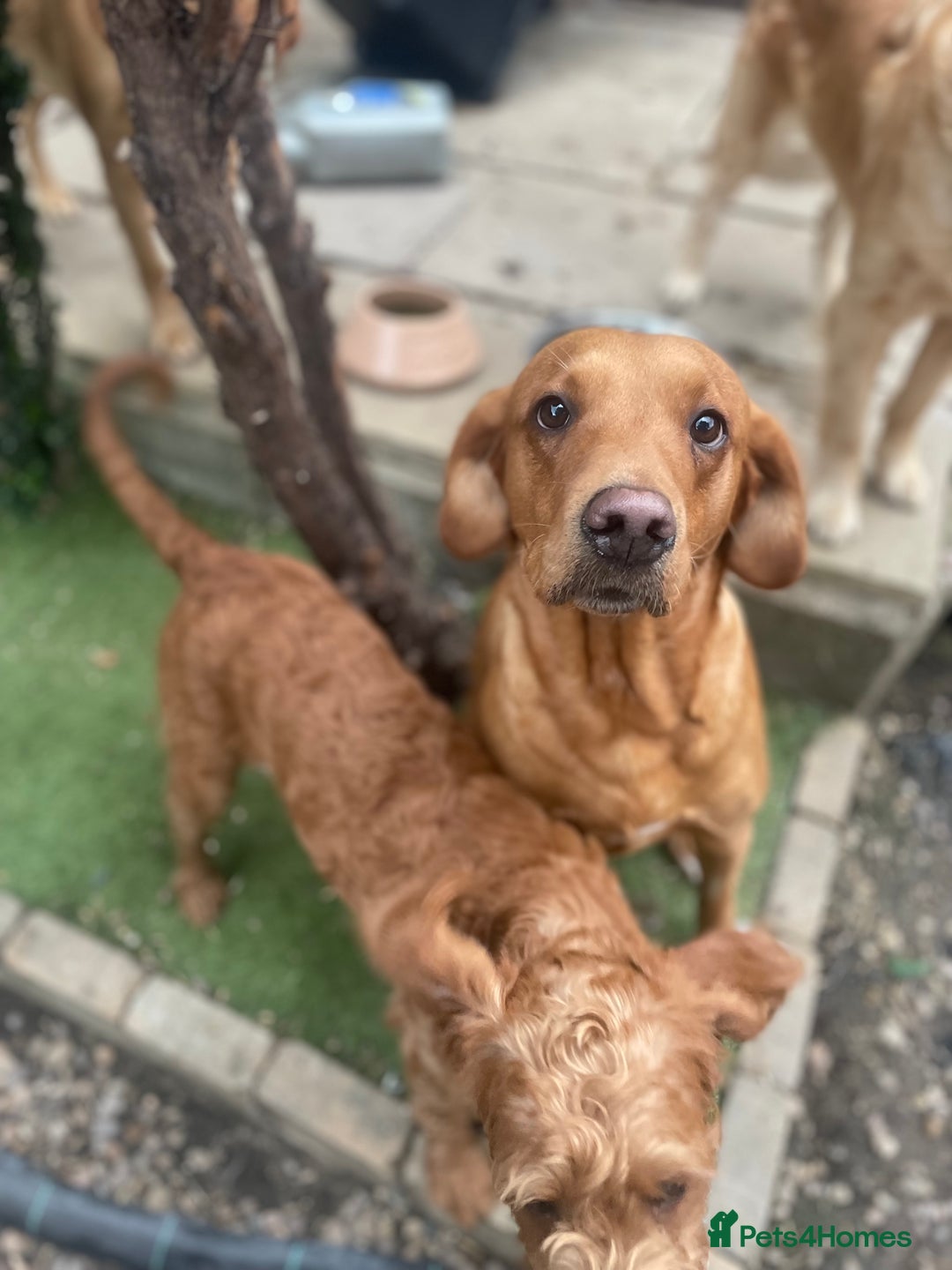 Labradoodle dogs for sale: Poppy F1 Fox Red Miniature Labradoodle  - Image 6
